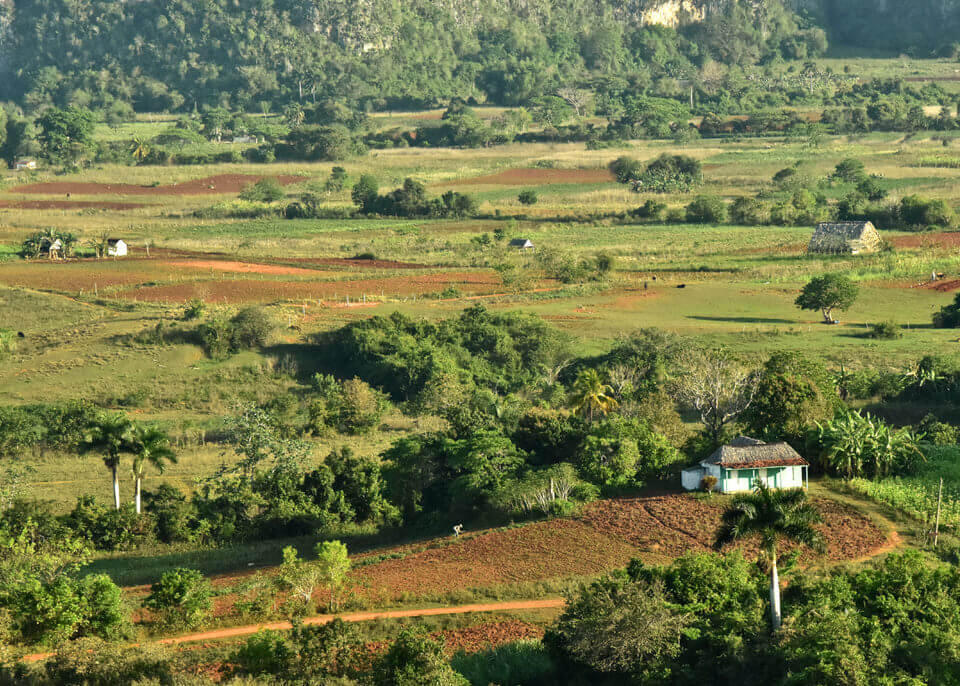 Vignales, Cuba