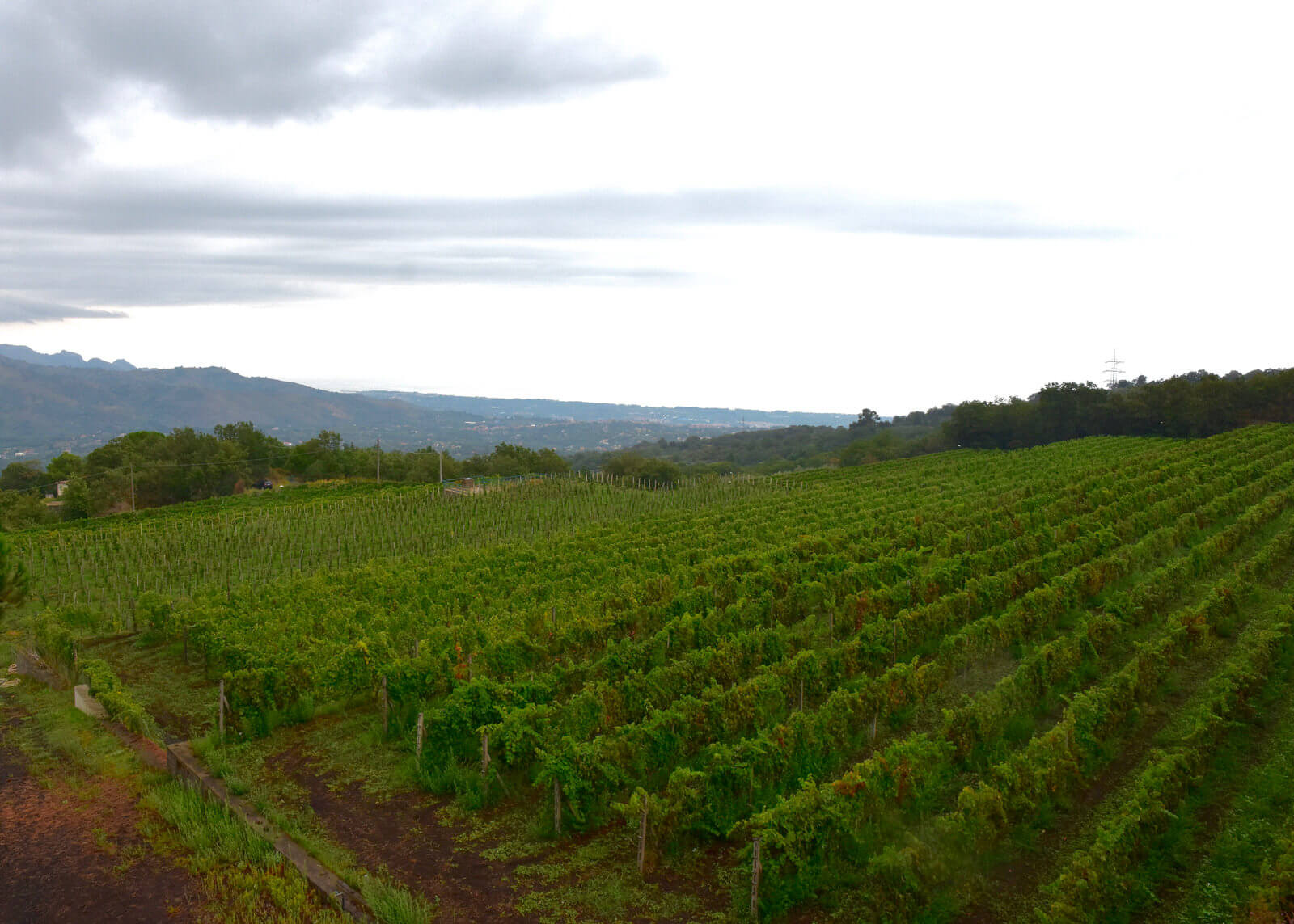 wine yard on the etna