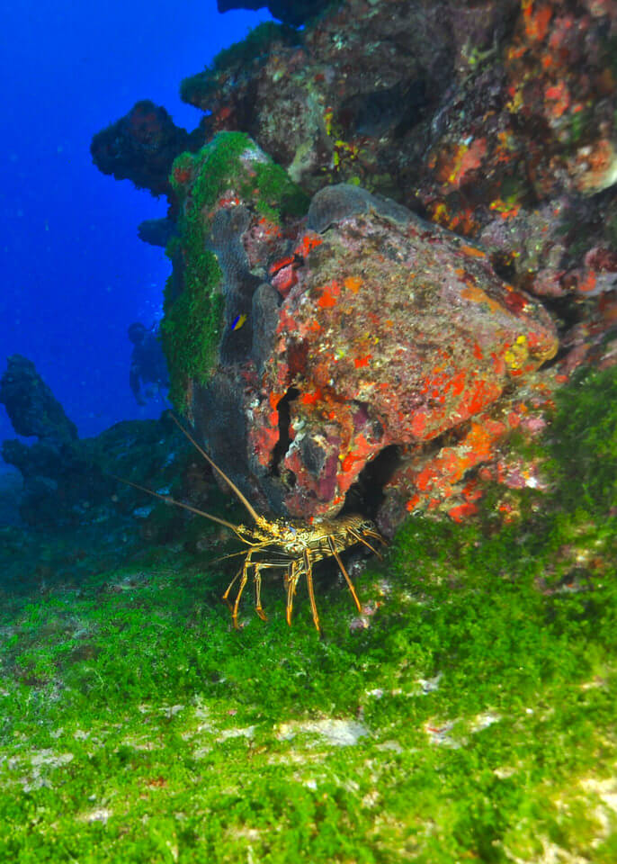 Diving Fernando de Noronha