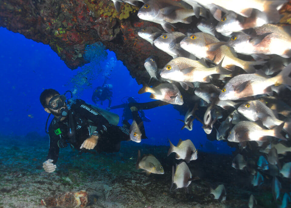 Diving Fernando de Noronha