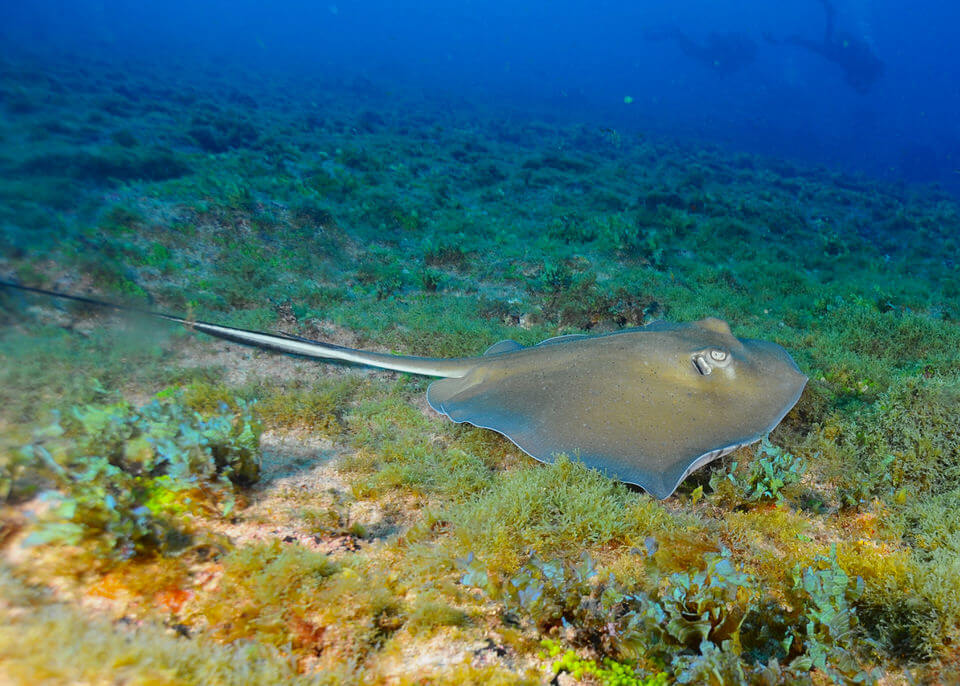 Diving Fernando de Noronha