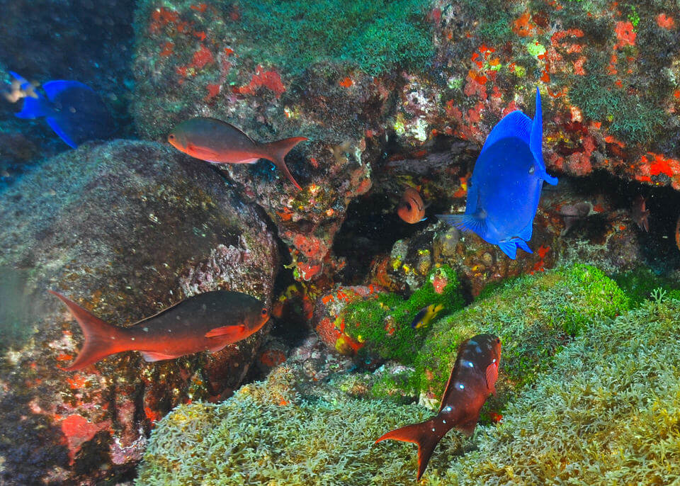 Diving Fernando de Noronha