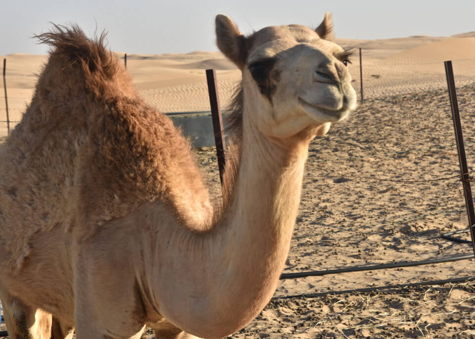 dune bashing in abu dhabi