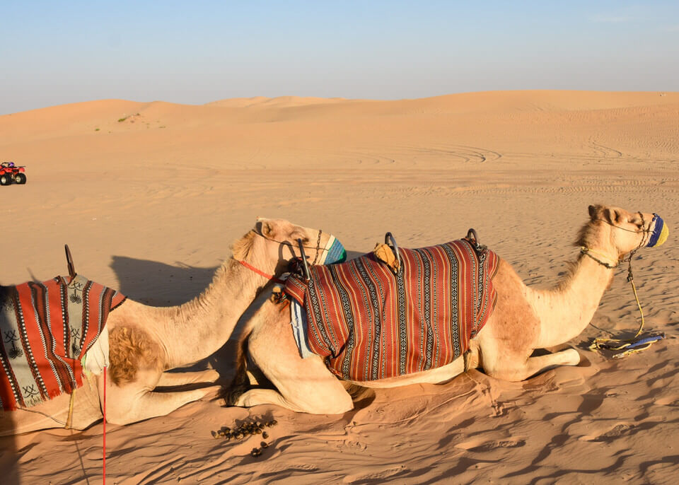 dune bashing in abu dhabi