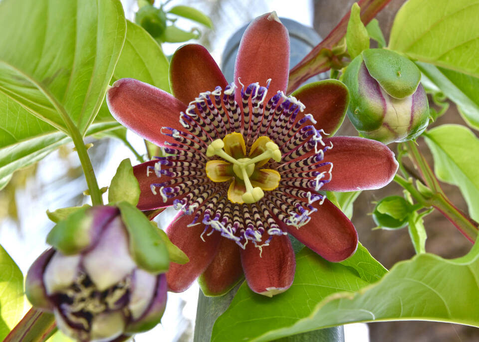 Tropical fruits, Marbella