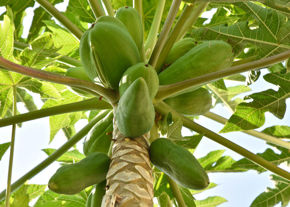 Papaya, Marbella