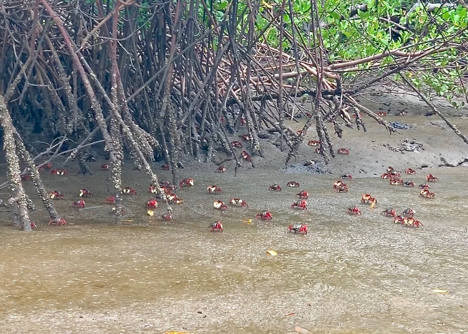 Sweet water crabs