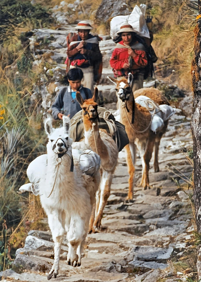 Llamas during the Inca Trail