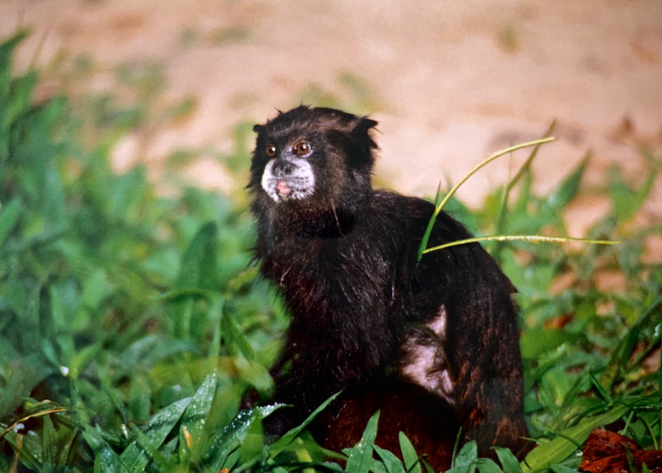 Monkey living in the Amazon