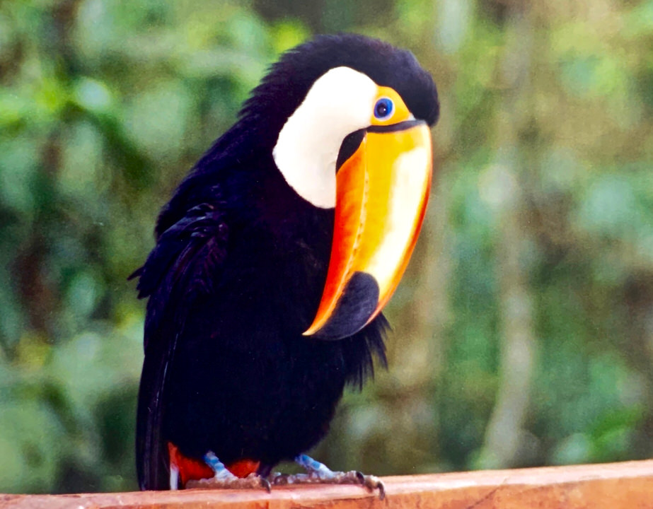 Bird of the rainforest
