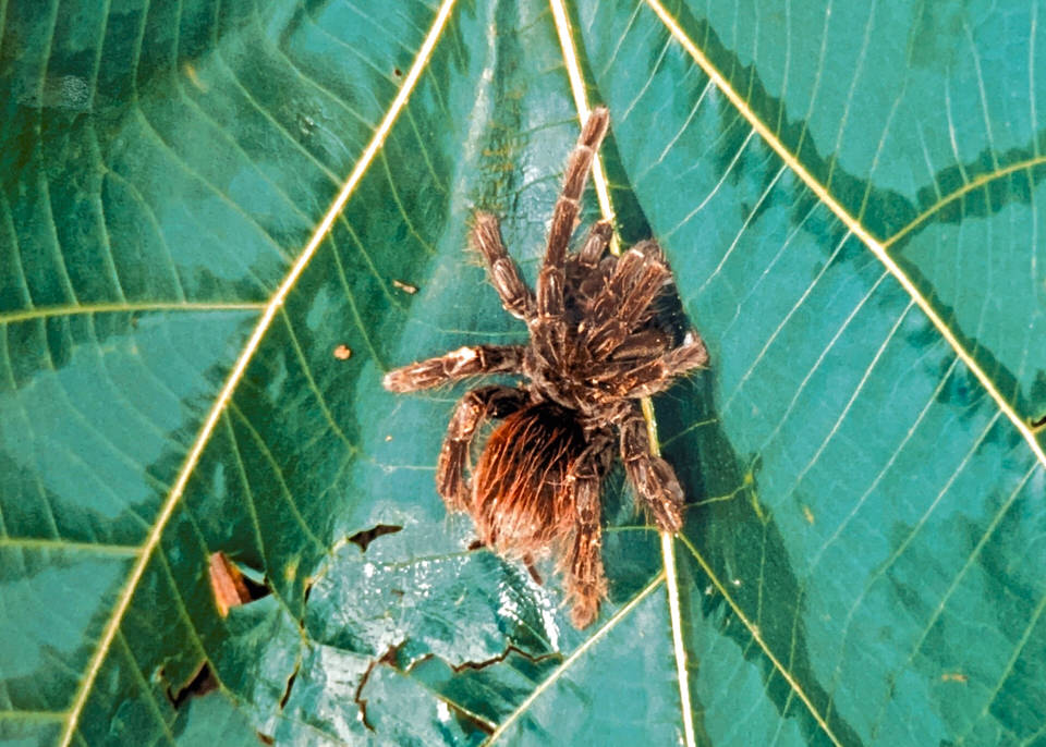 Tarantula of the Amazon rainforest