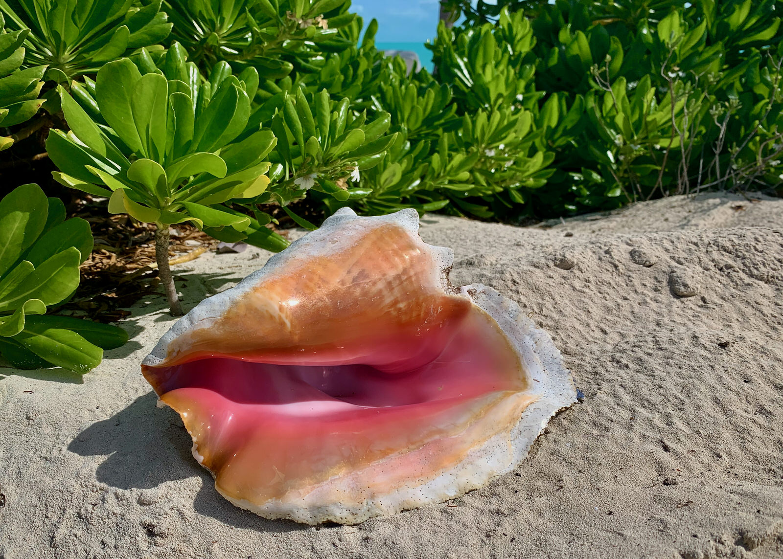 Conch Shell, TCI