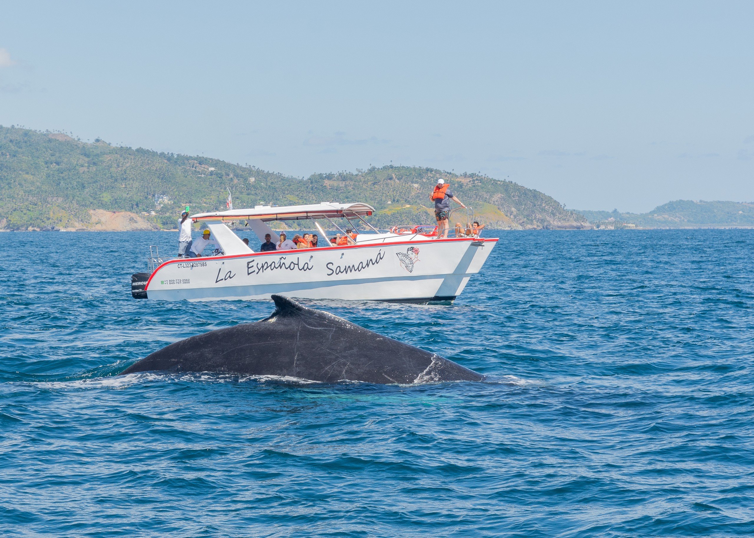 Humpback whale 