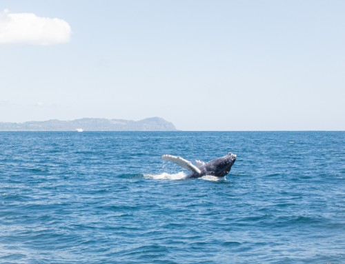 Humpback whales in the Bay of Samana