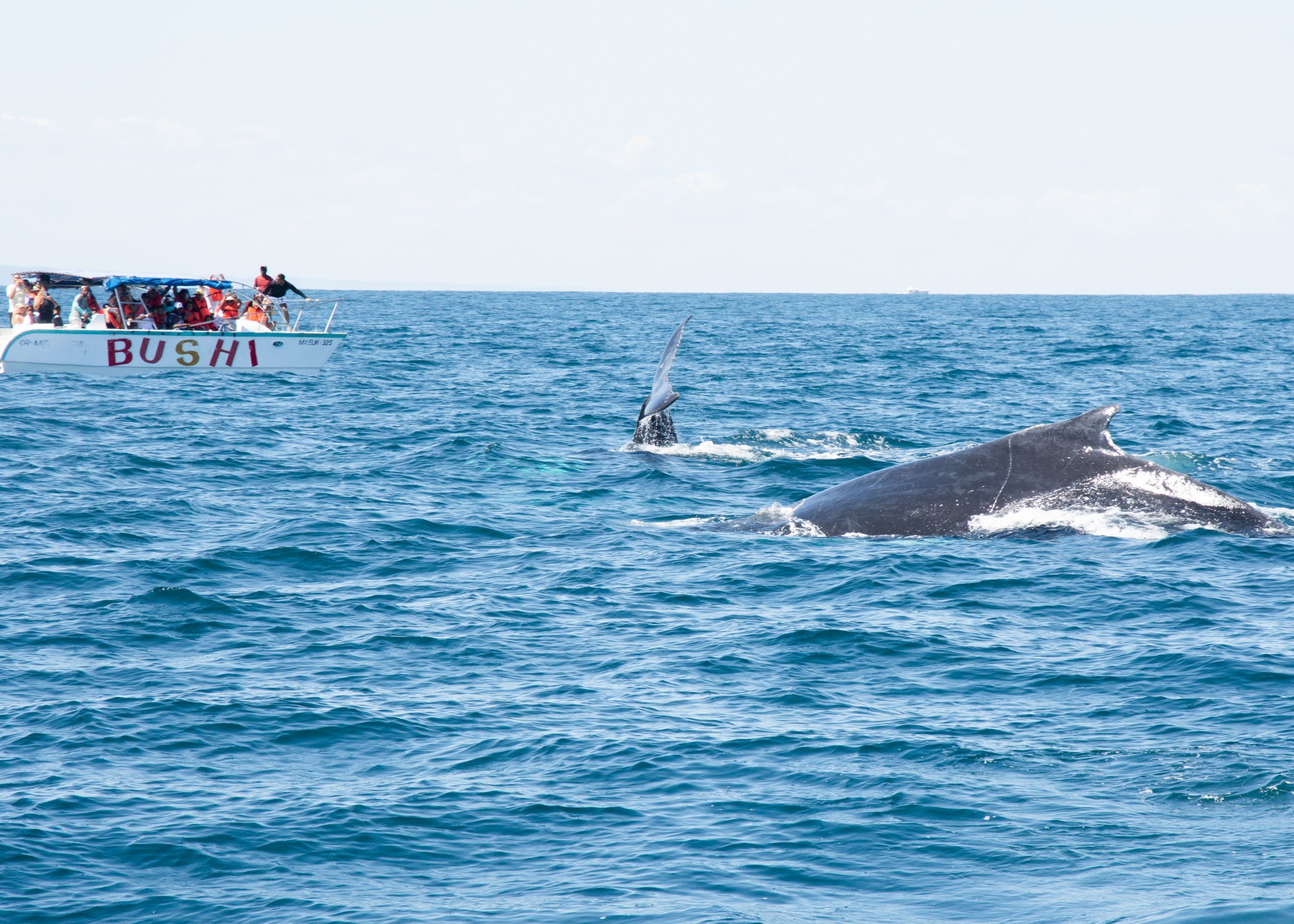 Humpback whale 