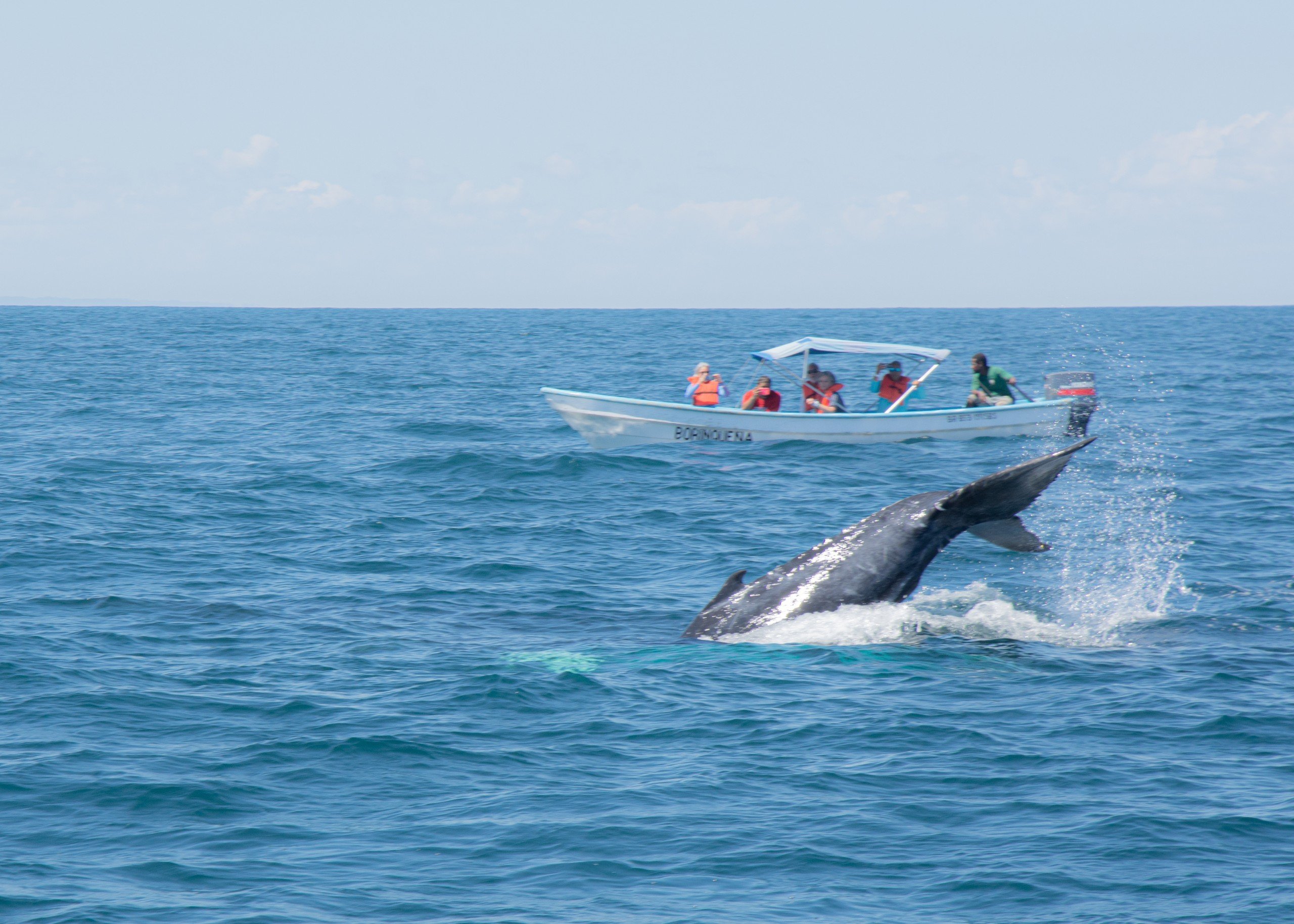 Baby Humpback whale 