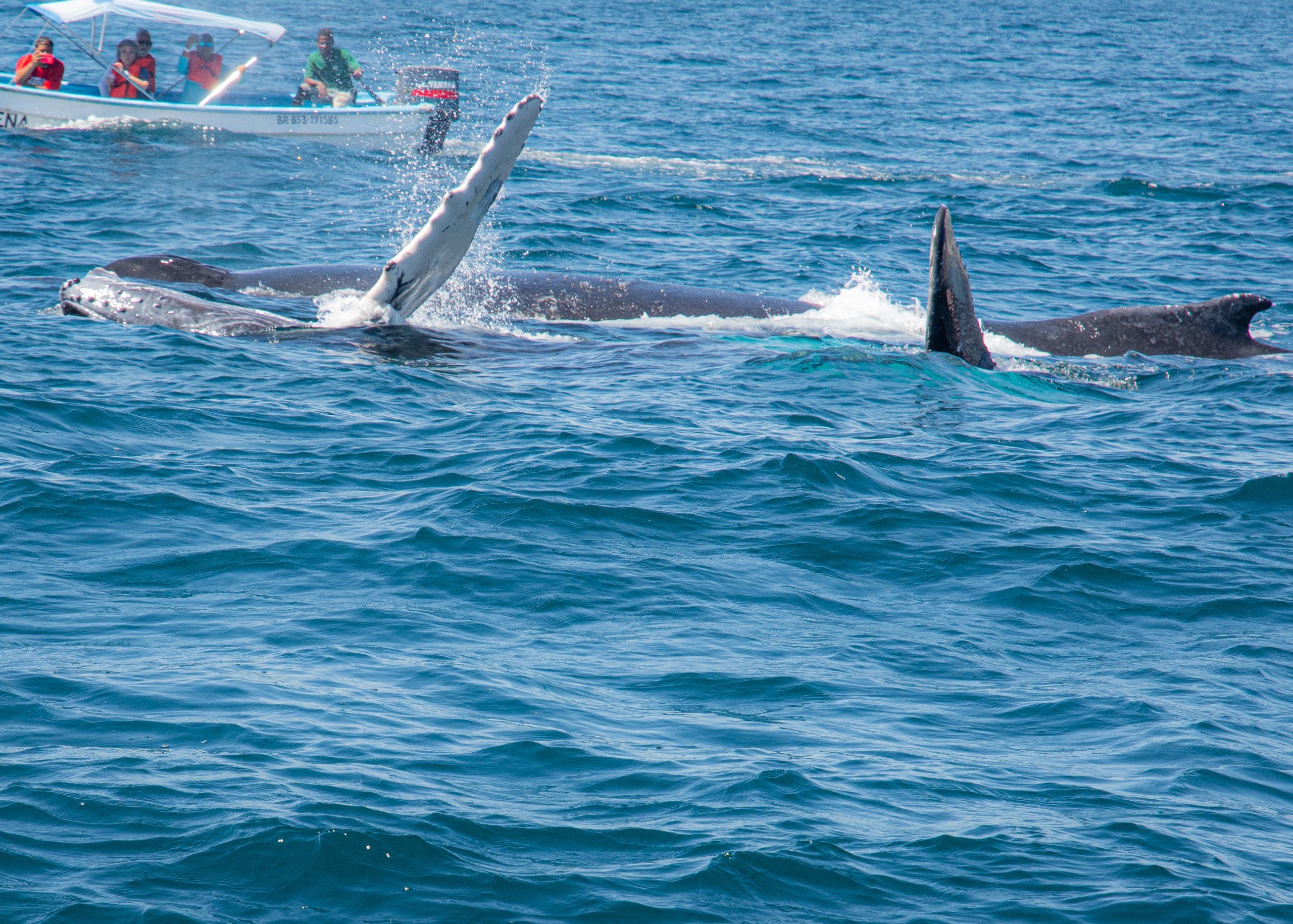 Humpback whale family