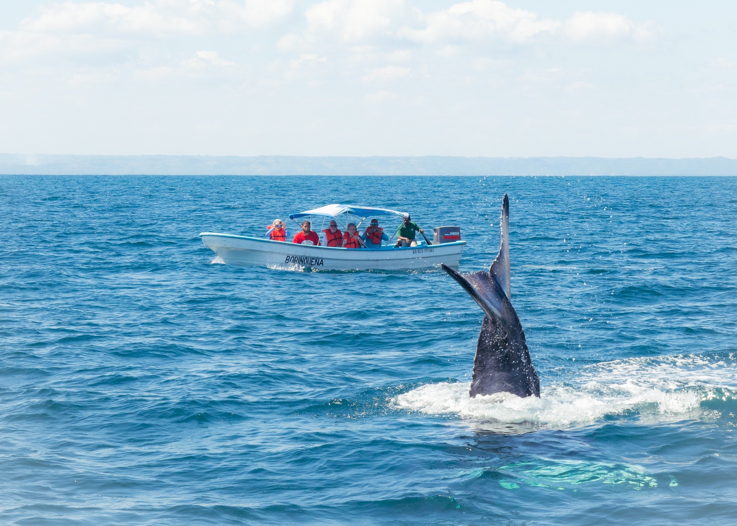 Humpback whale 