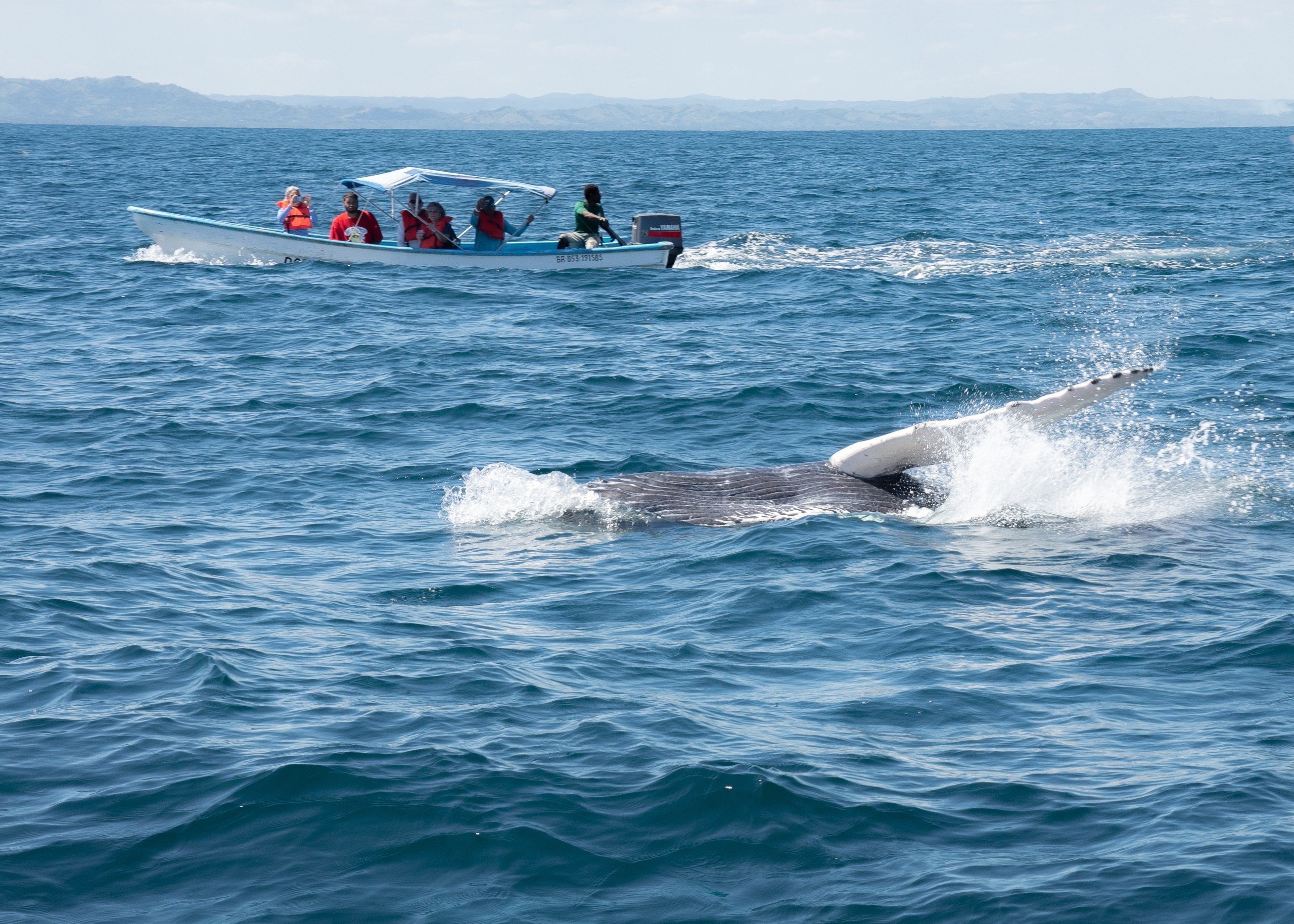 Humpback whale 