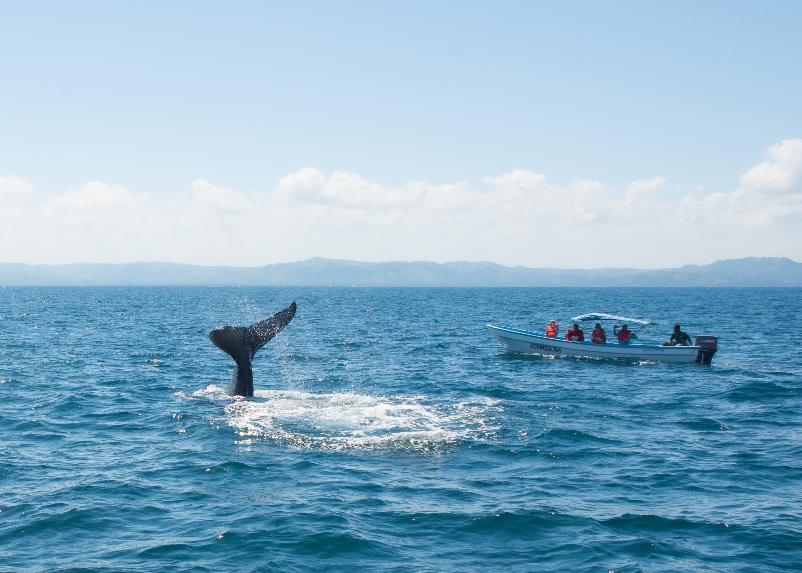 Humpback whale 