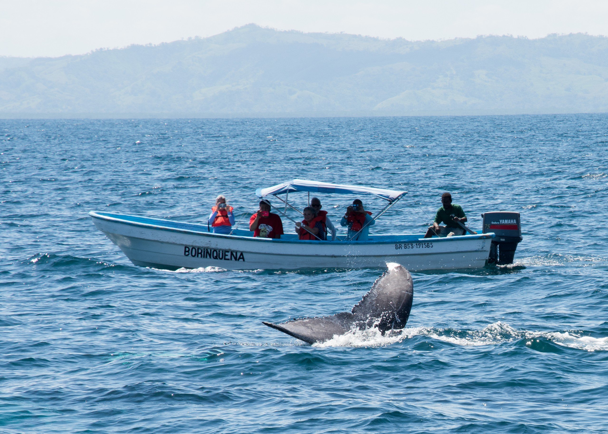 Fin of Humpback whale 